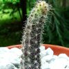 Austrocactus_ coxii_ 01